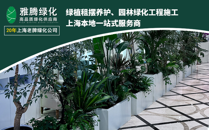 办公室绿植效果