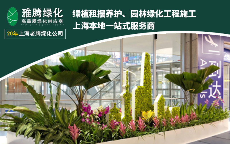 办公室绿植常见问题