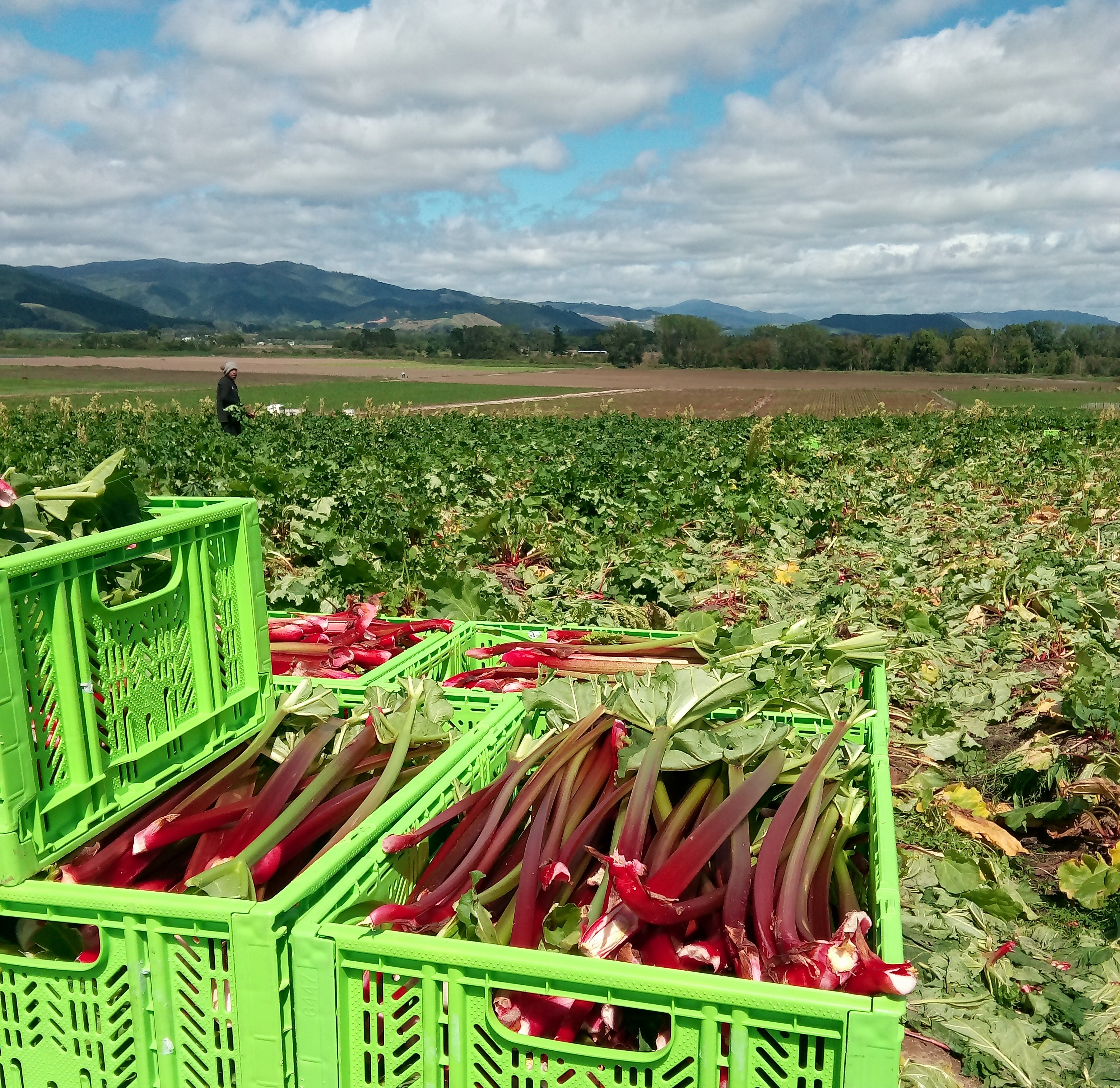 Rhubarb Red All In One