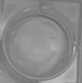 小鱼图片2-单个