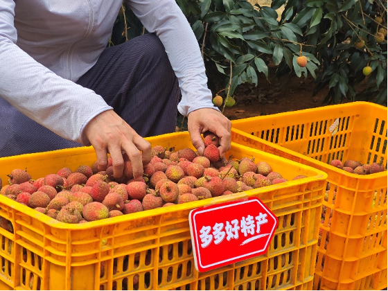 拼多多发布 Q1 财报，加速推进“千亿扶持”新战略，先商家后平台扶持产业生态