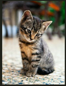 BU7A6oXJ44gTtKVloR5F37HShRLPcCj7UhnM5V4dGI4