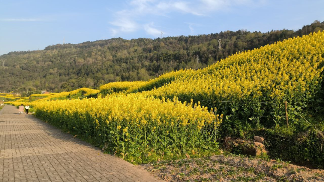 【日记】油菜花即是春天！（913 字）